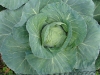 colliflower