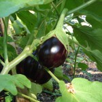 Eggplant