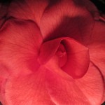 Camellia III