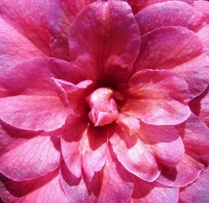 Camellia Morning