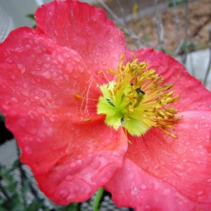 Icelandic poppy