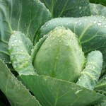 IMG_0158 (563x563) (563x563) A beautiful heirloom cabbage ready for harvest.