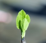 IMG_1341 (563x524) New fig leaf