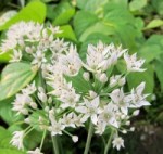 Chive Blossoms