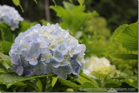 IMG_2846 (563x375)