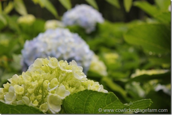 IMG_2885 (563x375)